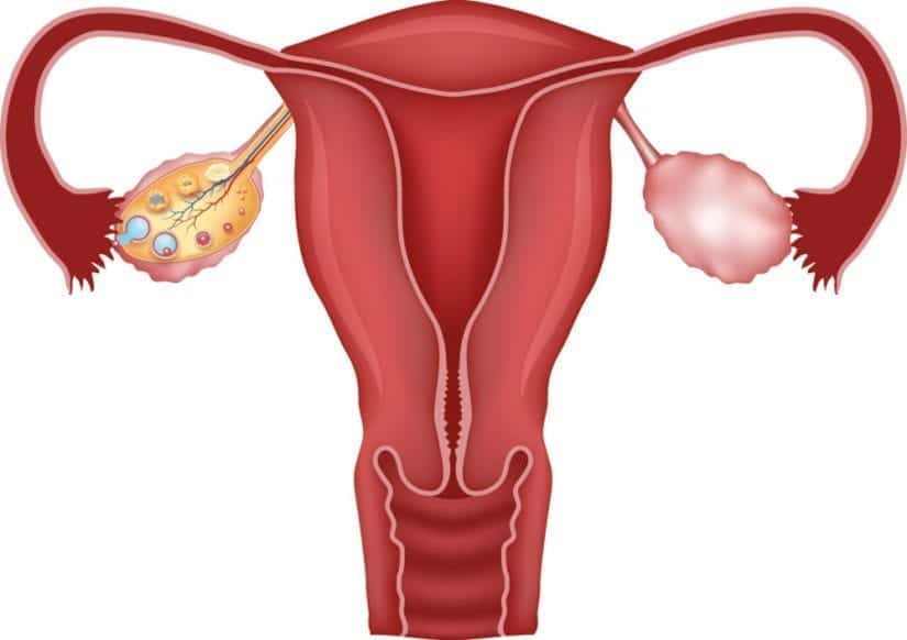2. SSW: 2. Schwangerschaftswoche – was sollte man wissen?