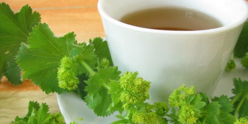 Frauenmanteltee: Wirkung bei Kinderwunsch & Dosierung