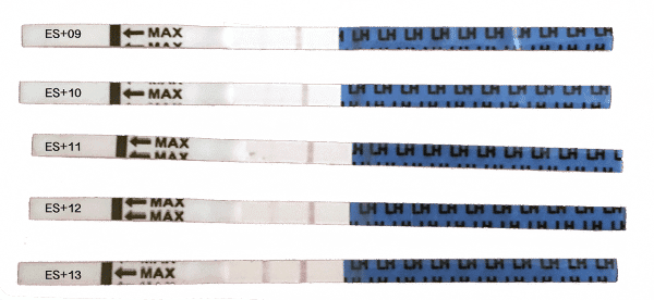 Positives Orakel: Test-Linie wird immer dunkler (linke Linie)