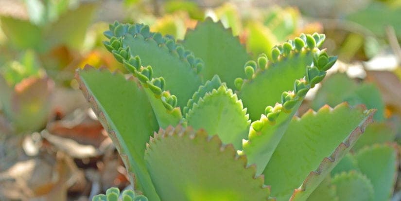 Bryophyllum: Natürliche Unterstützung bei Kinderwunsch?