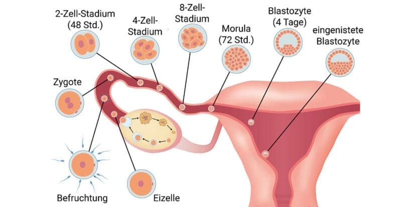 Einnistungsschmerz: Wirklichkeit oder nur ein Mythos?