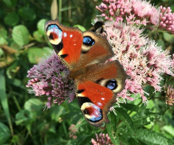 Achtsamkeit, Wertschätzung & Kongruenz: Im Einklang sein