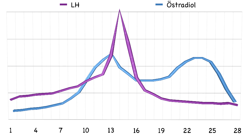 Östradiol und LH Grafik
