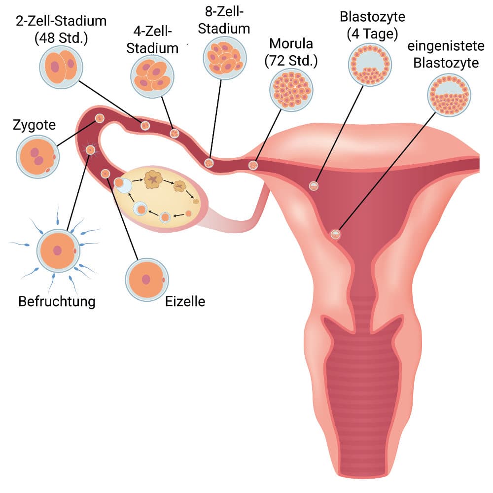 3. SSW: 3. Schwangerschaftswoche - Anzeichen, Ultraschall ...